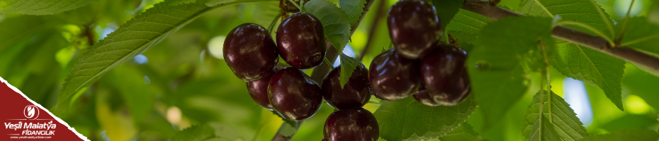 0900 Ziraat 0900 Ziraat