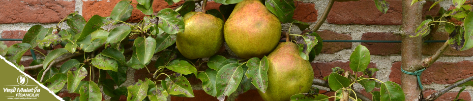 Armut Fidanları