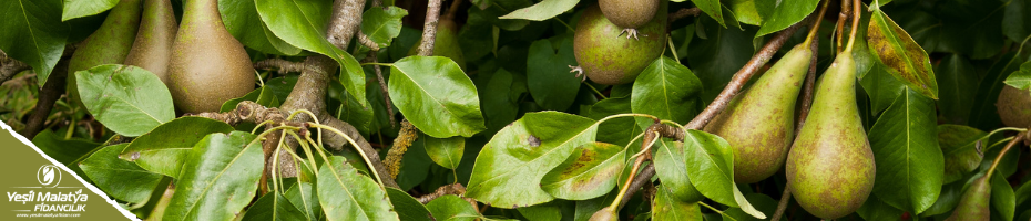 Conference Conference