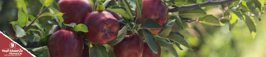 Early Red One Early Red One