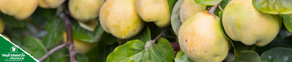 Eşme Ayva Eşme Ayva