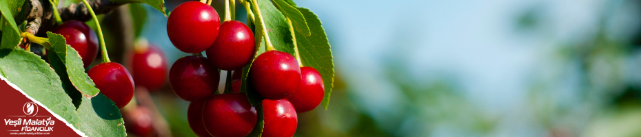 Kiraz Fidanları