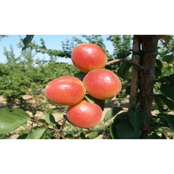 Perfect Kayısı Fidanı