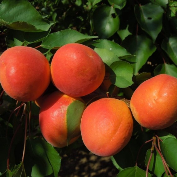 Roxana Kayısı Fidanı