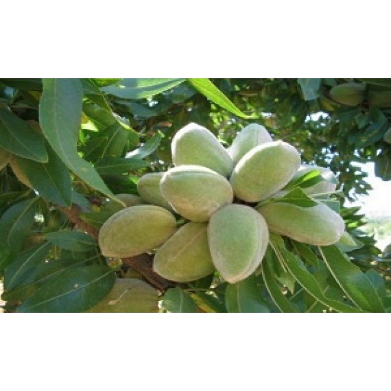 Teksas Badem Fidanı